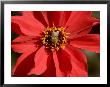 Closeup Of A Honey Bee Visiting A Red Flower by Tim Laman Limited Edition Print