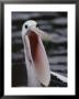 Australian Pelican With Gaping Bill by Jason Edwards Limited Edition Print