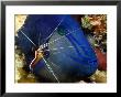 Cleaner Shrimp, With Redtooth Triggerfish, Malaysia by David B. Fleetham Limited Edition Print
