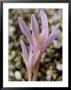 Colchicum Corsicum, October by Chris Burrows Limited Edition Pricing Art Print
