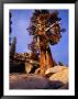 Looking Up At Bristlecone Pine Tree, Yosemite National Park, Usa by Levesque Kevin Limited Edition Print