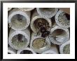 Red Mason Bee, Leaving Artificial Nest Tube, Middlesex, Uk by O'toole Peter Limited Edition Print