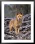 Dingo, Canis Familiaris Australia by Daniel Cox Limited Edition Print
