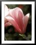 Magnolia (Galaxy), Tree by Mark Bolton Limited Edition Pricing Art Print