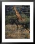 Portrait Of A Giraffe, South Africa by Kenneth Garrett Limited Edition Pricing Art Print