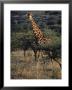 Portrait Of A Giraffe, South Africa by Kenneth Garrett Limited Edition Print