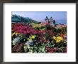 Couple Reading At Ocean Point Shoreline, Flowers In Foreground, Maine by John Elk Iii Limited Edition Print