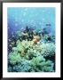 Anthias School On A Coral Reef, Red Sea, Egypt by Jeff Rotman Limited Edition Print