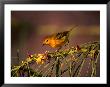 Yellow Warbler On A Thorny Branch, Galapagos, Ecuador by Ralph Lee Hopkins Limited Edition Pricing Art Print