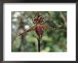 Close-Up Of A Rare Orchid Flower, Borneo, Asia by James Gritz Limited Edition Print