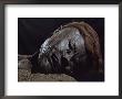 Head Of Grauballe Man, Iron Age Bog Mummy, Aarhus, Denmark, Scandinavia by Christina Gascoigne Limited Edition Pricing Art Print