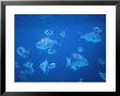 Tropical Fish, Caribbean by Lauree Feldman Limited Edition Print