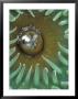 Green Sea Anemone, Second Beach, Olympic National Park, Washington, Usa by Jamie & Judy Wild Limited Edition Print