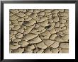 Cracked Mud Formation In The Valley Floor Of Death Valley National Park, California, Usa by Darrell Gulin Limited Edition Print