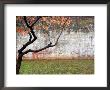 Tree And Wall At Seodaemun Prison, North Of River, Seoul, South Korea by Anthony Plummer Limited Edition Print