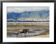 Blue Wildebeest Ngorongoro Crater, Arusha, Tanzania by Ariadne Van Zandbergen Limited Edition Print