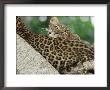 Leopard Cub Sleeping On Mother, Note Tick On Cheek, Kenya by Anup Shah Limited Edition Print