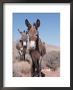 Wild Burro, Arizona/Nevada, Usa, North America by Lynn M. Stone Limited Edition Print