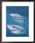 Great White Shark Portrait, Dyer Island, Gansbaai, South Africa by Doug Perrine Limited Edition Print