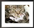 Domestic Cat, Tabby Mother And Her Sleeping 2-Week Kitten by Jane Burton Limited Edition Print