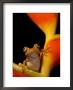 Chachi Tree Frog, Choco Forest, Ecuador by Pete Oxford Limited Edition Print
