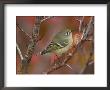 Ruby Crowned Kinglet, Adult In Black Hawthorn, Grand Teton National Park, Wyoming, Usa by Rolf Nussbaumer Limited Edition Print