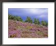 Pine Woodland And Heather, Abernethy Rspb Reserve, Cairngorms National Park, Scotland, Uk by Pete Cairns Limited Edition Print