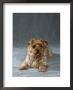 Yorkshire Terrier by Petra Wegner Limited Edition Pricing Art Print