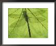 Emperor Dragonfly, Silhouette Seen Through Leaf, Cornwall, Uk by Ross Hoddinott Limited Edition Print