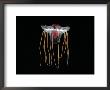 (Periphylla Sp) Juvenile, Jellyfish, Deep Sea Atlantic Ocean by David Shale Limited Edition Pricing Art Print