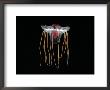 (Periphylla Sp) Juvenile, Jellyfish, Deep Sea Atlantic Ocean by David Shale Limited Edition Print