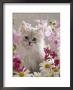 Domestic Cat, Pale Silver Long-Haired Kitten Among Mallows And Ox-Eye Dasies by Jane Burton Limited Edition Print