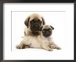 Fawn Pug Puppy With Fawn English Mastiff Puppy by Jane Burton Limited Edition Pricing Art Print