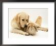 Golden Retriever Smelling Sandy Lop Rabbit by Jane Burton Limited Edition Pricing Art Print