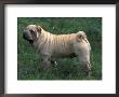 Shar Pei Standing In Grass Showing Wrinkles On Back by Adriano Bacchella Limited Edition Print