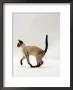 Domestic Cat, Seal Point Siamese Juvenile Running Profile by Jane Burton Limited Edition Print