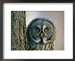 Portrait Of Great Grey Owl (Strix Nebulosa) Behind Scots Pine Tree, Scotland, Uk by Pete Cairns Limited Edition Print