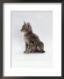 Domestic Cat, Interacting With Baby Grey Squirrel by Jane Burton Limited Edition Print