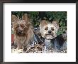Yorkshire Terrier Dogs, One Clipped, Illinois, Usa by Lynn M. Stone Limited Edition Print