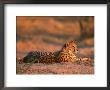 Cheetah, At Sunset, Okavango Delta, Botswana by Pete Oxford Limited Edition Print