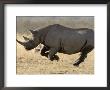 Black Rhinoceros, Running, Namibia by Tony Heald Limited Edition Print
