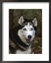 Siberian Husky Dog, Usa by Lynn M. Stone Limited Edition Print