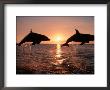 Two Bottlenose Dolphins Leaping At Sunset, Caribbean by Doug Perrine Limited Edition Print