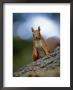 Red Squirrel On Tree Trunk, Scotland by Niall Benvie Limited Edition Print