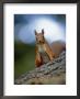 Red Squirrel On Tree Trunk, Scotland by Niall Benvie Limited Edition Print