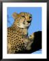 Captive Cheetah (Acinonyx Jubatus) In A Tree, Namibia, Africa by Steve & Ann Toon Limited Edition Pricing Art Print