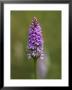 Common Spotted Orchid (Dactylorhiza Fuchsii), Gait Barrows Nature Reserve, Cumbria, England by Steve & Ann Toon Limited Edition Pricing Art Print