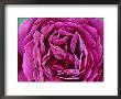 Rosa Auswine (Shrub Rose), Violet Flower by Mark Bolton Limited Edition Print