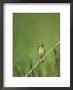 Bird Perched On A Slender Reed by Klaus Nigge Limited Edition Print