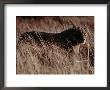 A Portrait Of A Female African Lion Standing In Tall Grass At Twilight by Chris Johns Limited Edition Print